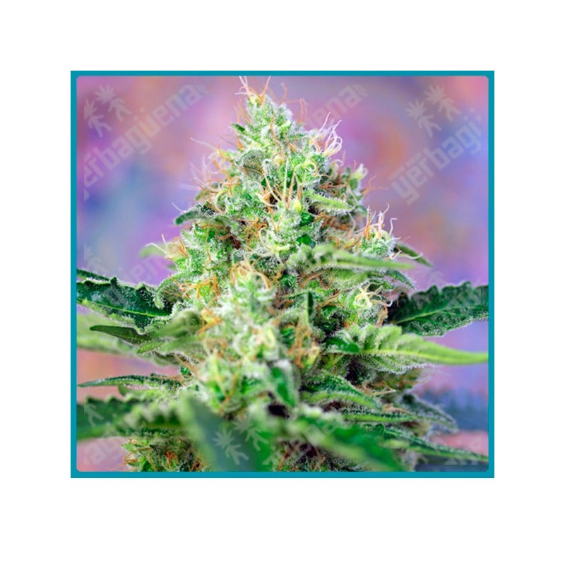 Crystal candy de Sweet seeds Crystal candy de Sweet seeds