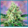 Crystal candy de Sweet seeds