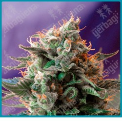 Jack 47 de Sweet seeds