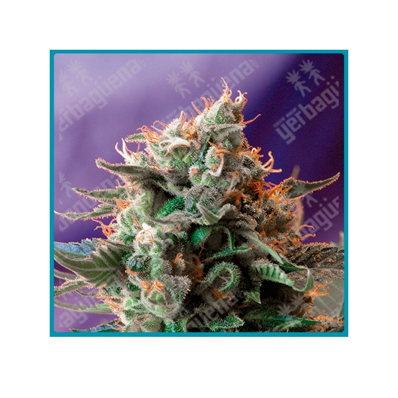 Jack 47 de Sweet seeds Jack 47 de Sweet seeds