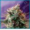 Jack 47 de Sweet seeds