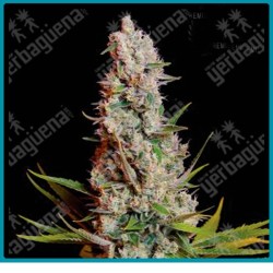 Sweet cheese de Sweet seeds