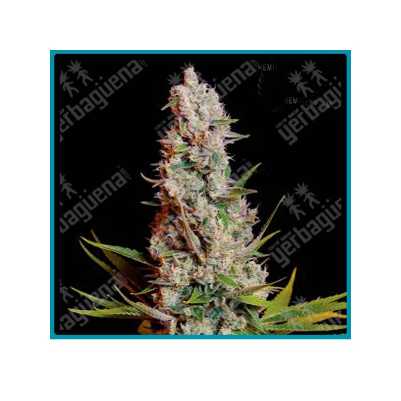 Sweet cheese de Sweet seeds Sweet cheese de Sweet seeds
