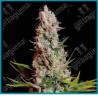 Sweet cheese de Sweet seeds