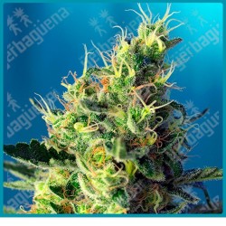 Sweet pure cbd de Sweet seeds