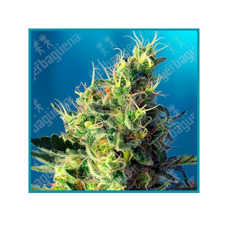Sweet pure cbd de Sweet seeds Sweet pure cbd de Sweet seeds