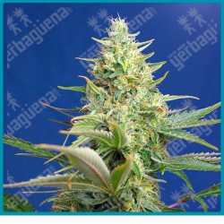 Sweet pure auto CBD de Sweet seeds