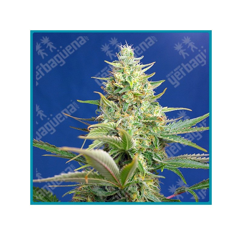 Sweet pure auto CBD de Sweet seeds Sweet pure auto CBD de Sweet seeds