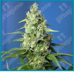 Honey peach CBD automatica de Sweet seeds
