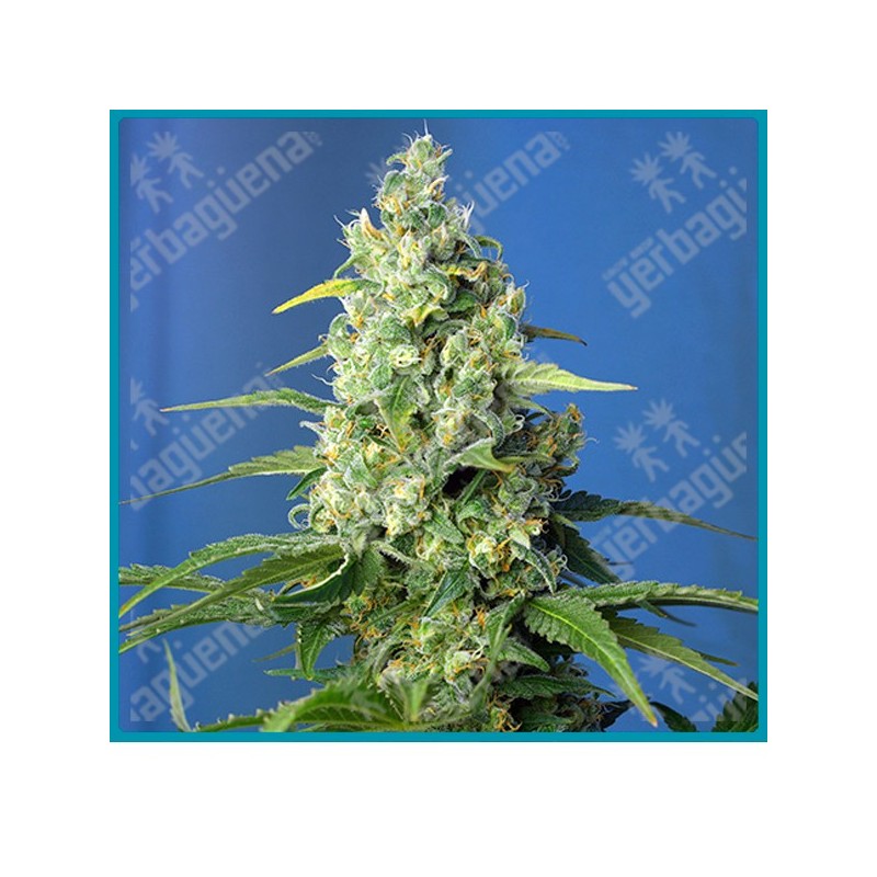 Honey peach CBD automatica de Sweet seeds Honey peach CBD automatica de Sweet seeds