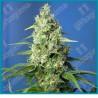 Honey peach CBD automatica de Sweet seeds