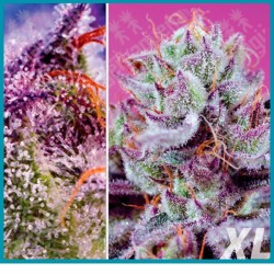 Diablo´s delight XL automatica de Sweet seeds