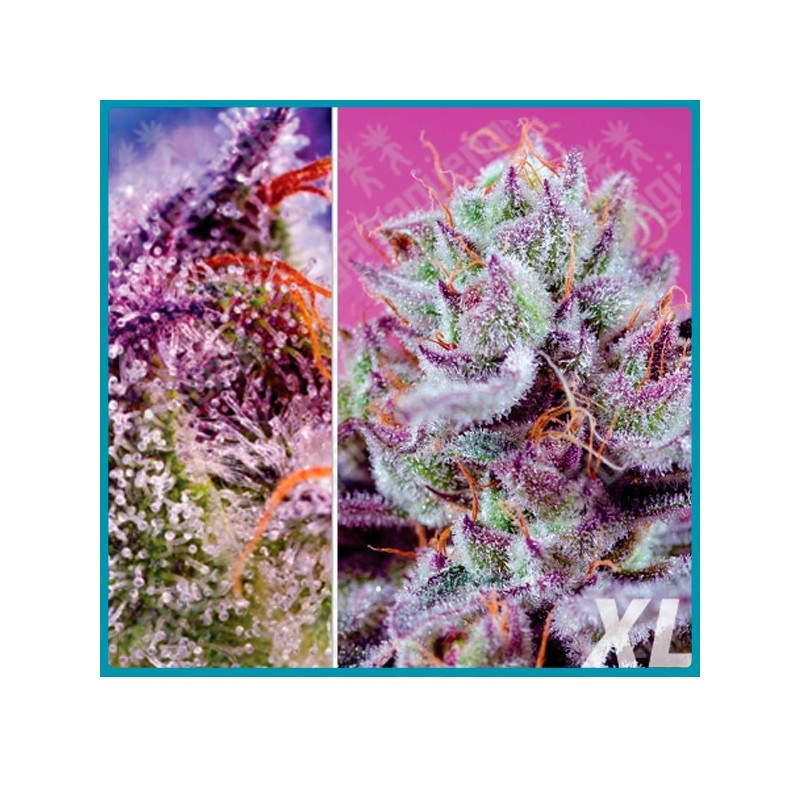 Diablo´s delight XL automatica de Sweet seeds Diablo´s delight XL automatica de Sweet seeds