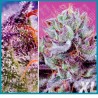 Diablo´s delight XL automatica de Sweet seeds