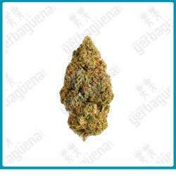 Kushmintz, flores CBD de Xuxes.