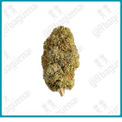 Strawberry, flores CBD de Xuxes.