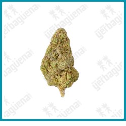 Amnesia, flores CBD de Xuxes.