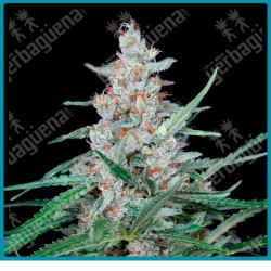 Utopia de absolute seeds