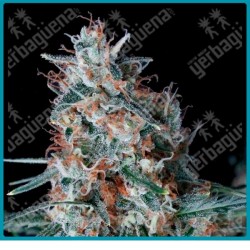 Utopia de absolute seeds