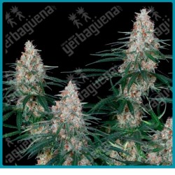 Utopia de absolute seeds