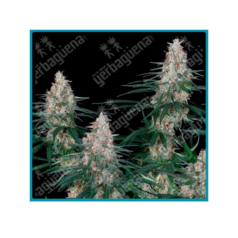 Utopia de absolute seeds