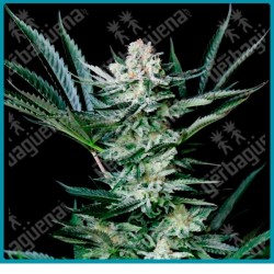 Amazing auto de absolute seeds