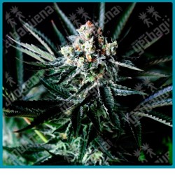 Amazing auto de absolute seeds