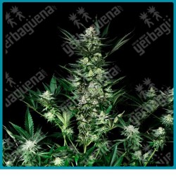 Amazing auto de absolute seeds