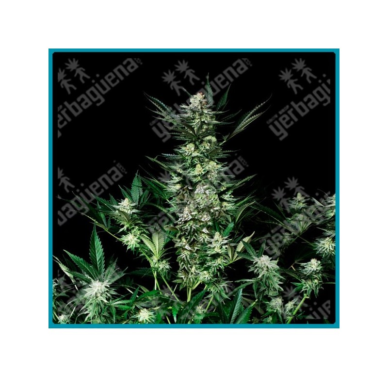 Amazing auto de absolute seeds