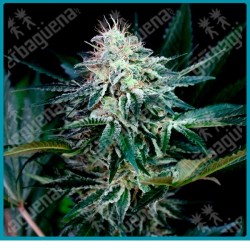 Radical auto de absolute seeds