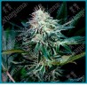 Radical auto de absolute seeds