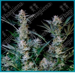 Radical auto de absolute seeds