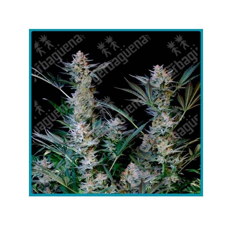 Radical auto de absolute seeds
