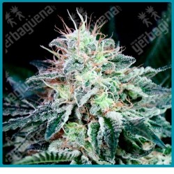 Radical auto de absolute seeds