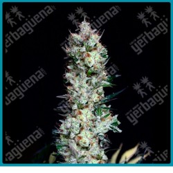 Rittus haze de absolute seeds
