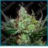 Rittus haze de absolute seeds