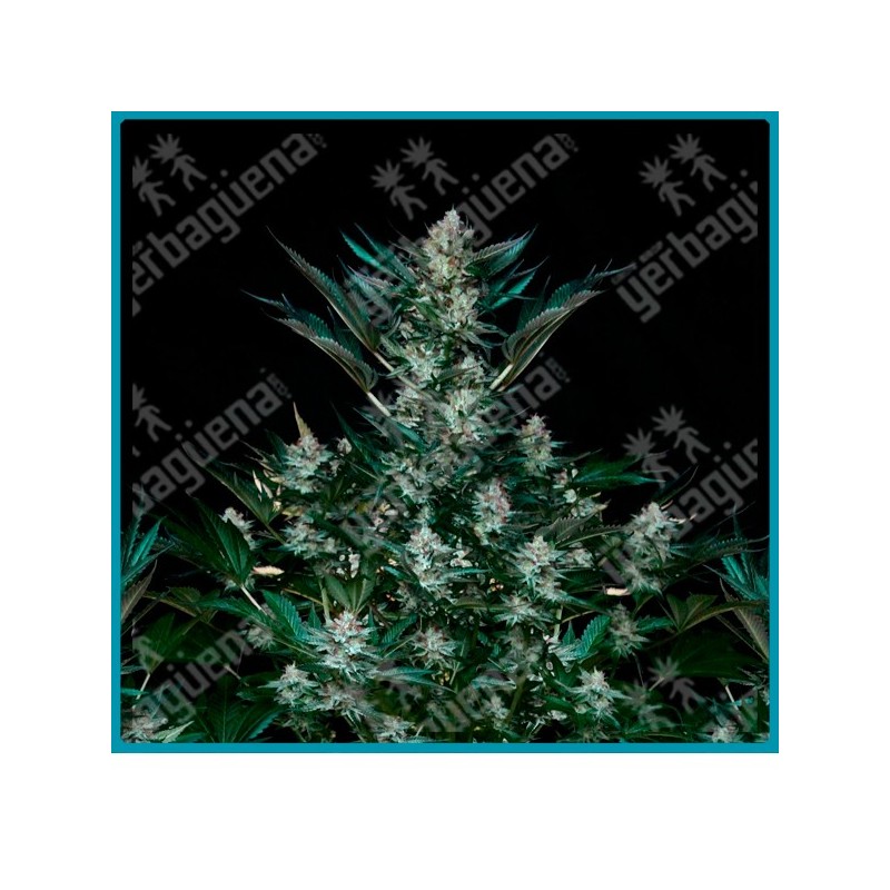 Rittus haze de absolute seeds