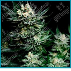 Critigal + de absolute seeds