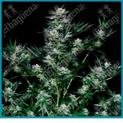 Critigal + de absolute seeds