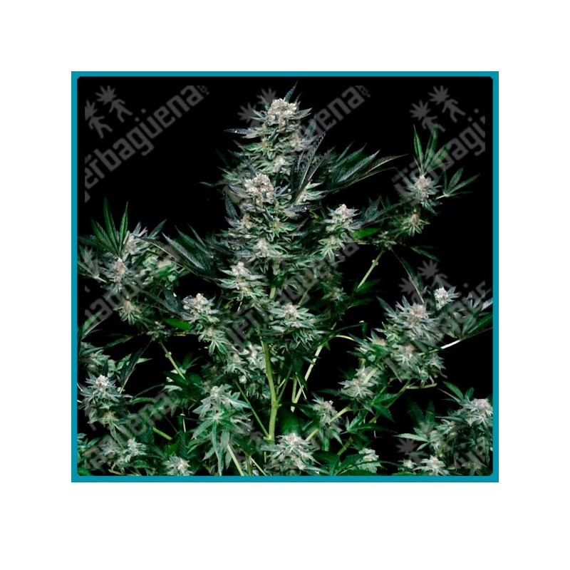 Critigal + de absolute seeds