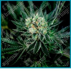 Critigal + de absolute seeds