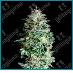 Absolute herer de absolute seeds