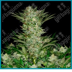 Absolute herer de absolute seeds