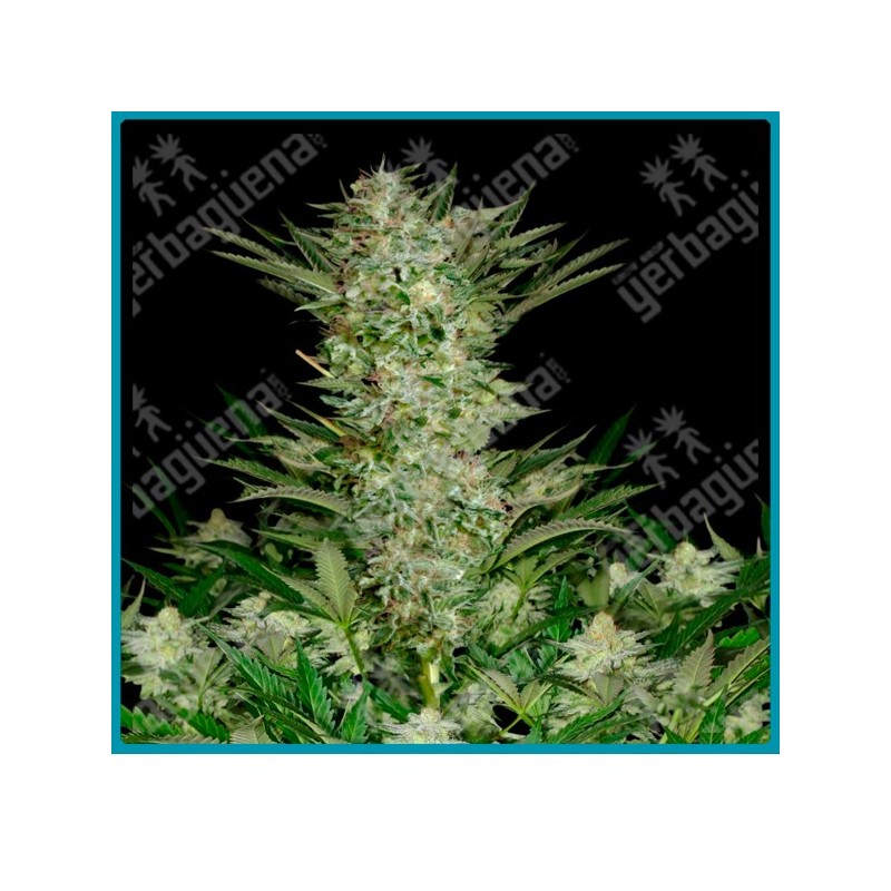 Absolute herer de absolute seeds