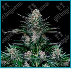 Nordes de absolute seeds