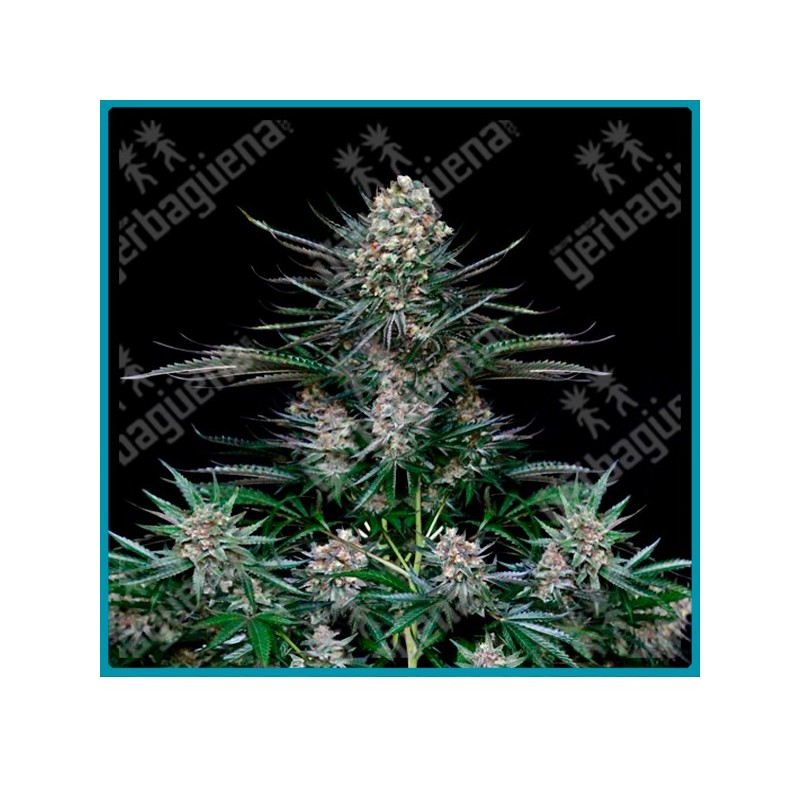 Nordes de absolute seeds