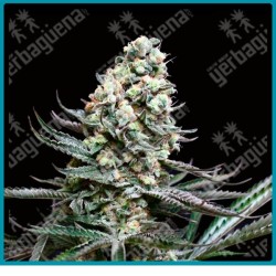 Nordes de absolute seeds