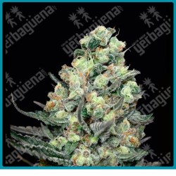 Nordes de absolute seeds