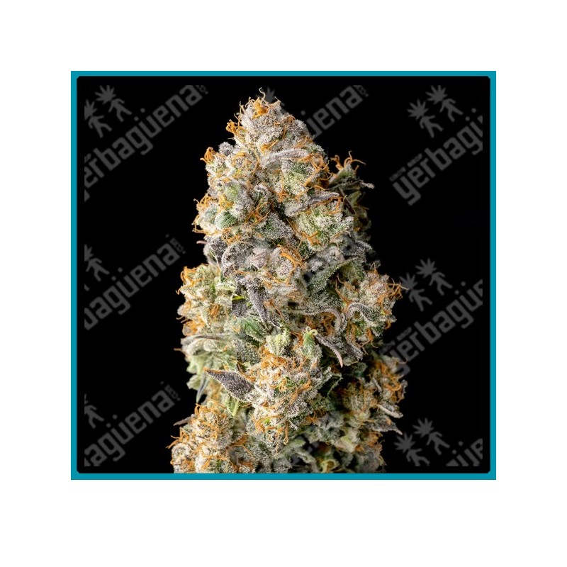 Acai Mintz de Advanced seeds