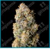 Acai Mintz de Advanced seeds